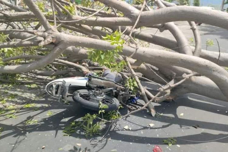 TKP pohon tumbang di Lombok Utara yang menimpa.pengendara motor hingga patah kaki