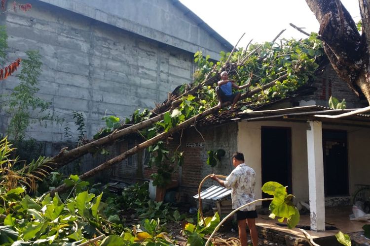 Hujan deras disertai bongkahan es sebesar kelerang dan angin kencang membuat rumah Supardi rusak karena tertimpa 3 pohon jati yang tumbang.