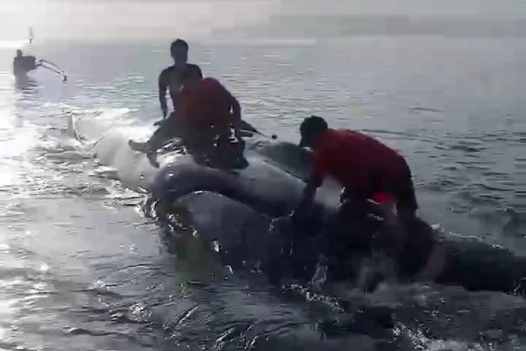 Penemuan ikan paus terdampar di Pantai Emang Dasan Gerung, Kecamatan Pringgabaya, Kabupaten Lombok Timur, Rabu (6/3/2024).