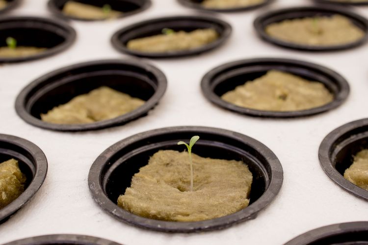 Ilustrasi rockwool, ilustrasi hidroponik.