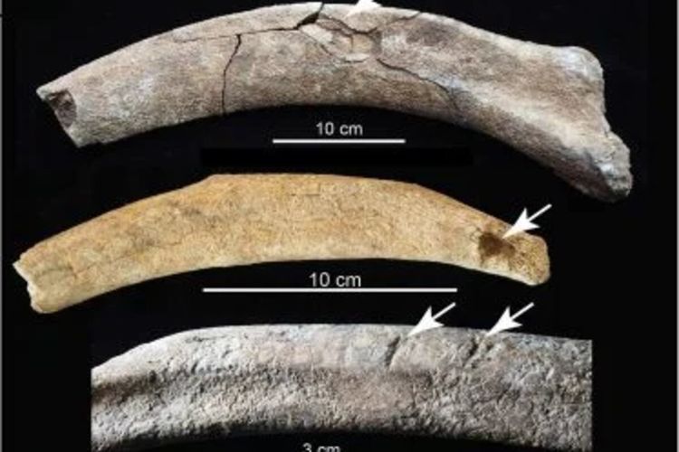 Tiga tulang rusuk mammoth dari lokasi, menunjukkan (atas ke bawah) trauma benda tumpul, luka tusukan, dan bukti terpotong.