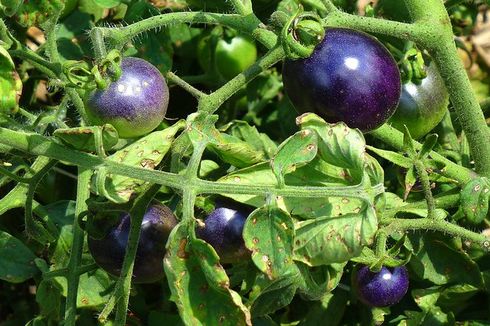 Mengenal Tomat Ungu, Salah Satu Sumber Antioksidan Terbaik 