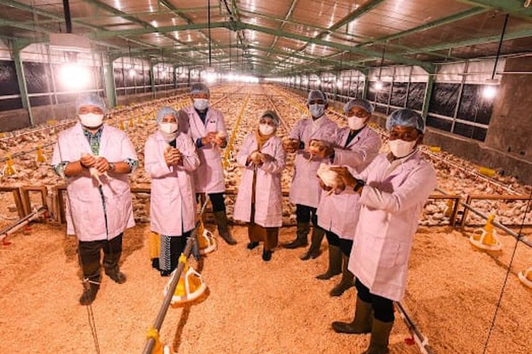  PT. Charoen Pokphand Indonesia Tbk meresmikan Hibah Teaching Farm berupa kandang ayam modern dengan sistem tertutup ?closed house? di Kampus Universitas Sumatera Utara (USU), Medan, Selasa (27/6/2023).
