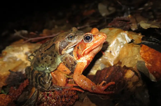 Cara Tolak Perkawinan Tak Diinginkan ala Katak Betina: Pura-pura Mati