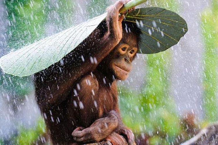 Foto karya Andrew Suryono yang masuk dalam daftar pemenang lomba foto Natonal Geographics