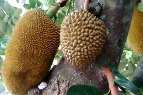 Viral, Pohon Nangka Berbuah Mirip Durian, Begini Cerita Pemiliknya