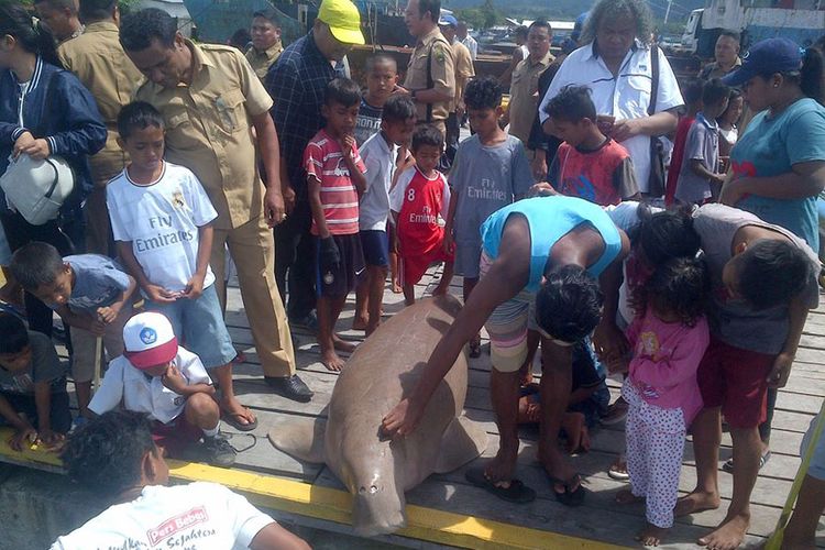 Warga Desa Tulehu Kecamatan Salahutu, Kabupaten Maluku Tengah menemukan bangkai seekor ikan duyung yang terdampar di perairan desa tersebut, Senin (10/7/2017)  Kontributor Ambon,, Rahmat Rahman Patty