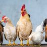 Mengenal Nenek Moyang Ayam yang Berasal dari Asia