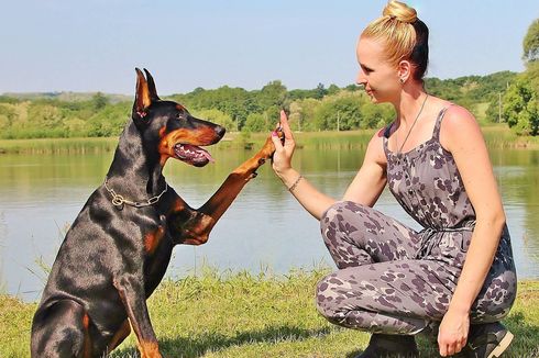 10 Jenis Anjing yang Paling Cerdas, Pudel hingga Doberman