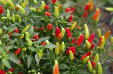 Wali Kota Depok Terbitkan SE: Ayah Diminta Datang ke Sekolah Ambil Rapor Anak