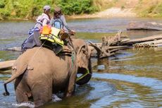 Seekor Gajah Tewaskan Pawang dan Bawa Kabur 3 Turis Penunggangnya