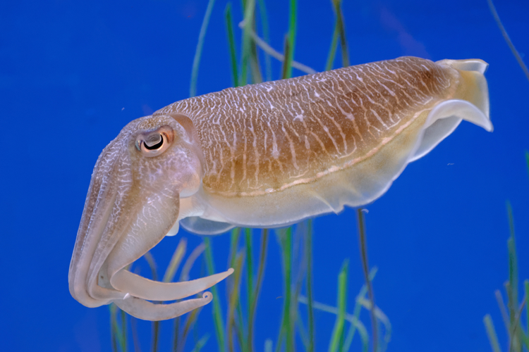 Ilustrasi cumi-cumi. Cumi-cumi dan gurita adalah jenis hewan cephalopoda yang ternyata berdasarkan studi, hewan-hewan ini memiliki otak yang kompleks. 