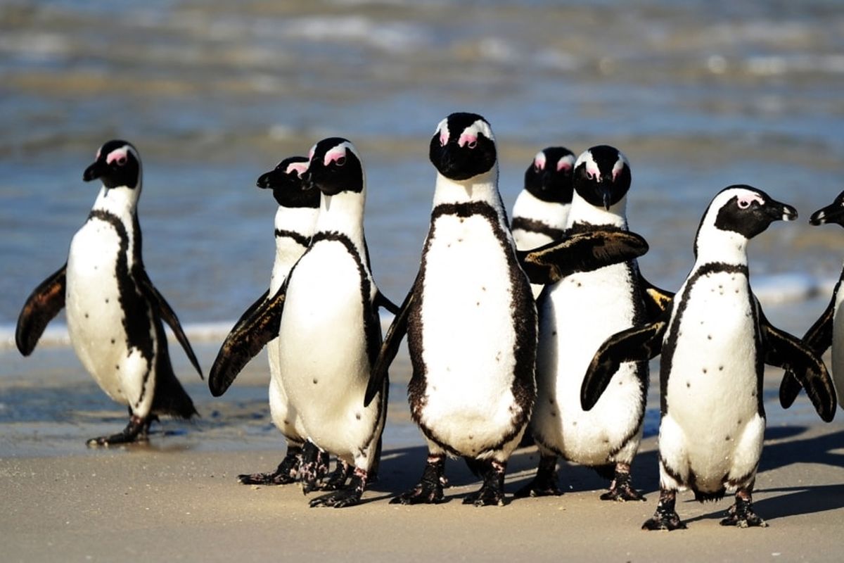 Penguin Afrika, yang juga dikenal dengan nama Penguin Kaki Hitam, tampak berkumpul di Taman Nasional Table Mountain yang terletak antara Simonstown dan Cape Point, di dekat Cape Town, Afrika Selatan, pada foto yang diambil 4 Juli 2010.