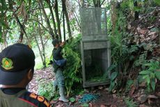 Membuat Resah, Beruang Madu yang Muncul di Ladang Warga Berusaha Dijebak