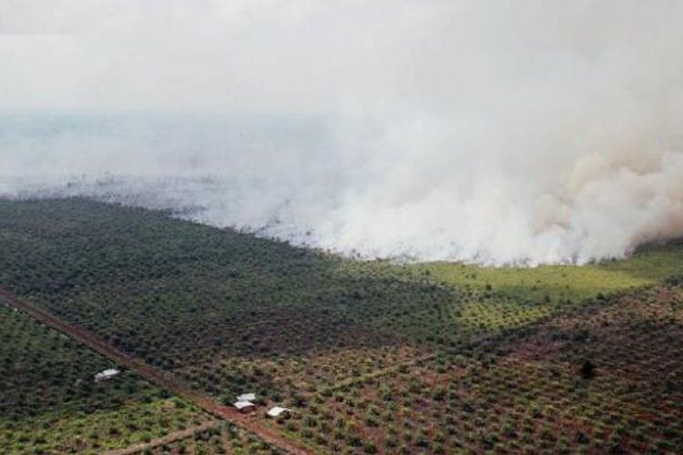 Sekitar 100 hektar areal semak belukar di Desa Mamugo, Kecamatan Tanah Putih, Kabupaten Rokan Hilir, Riau, terbakar. Hingga Rabu (22/2/2016) petang, api belum dapat dikendalikan meski tim darat sudah berupaya memadamkan kebakaran yang berlangsung sejak Sabtu (18/2). Bupati Rokan Hilir Suyatno menduga kebakaran itu disengaja.