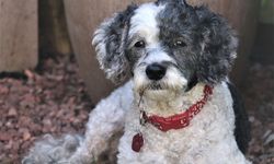 Anjing “Designer” Tak Selalu Lebih Baik: Studi Ungkap Masalah Perilaku