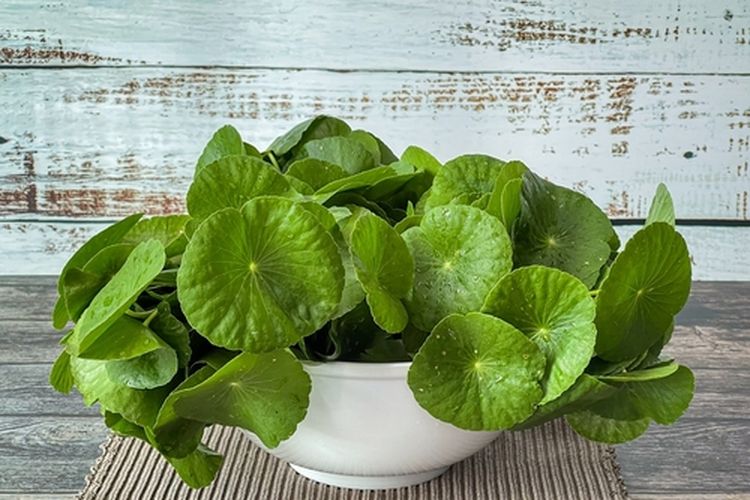 Daun pegagan yang sudah dipanen