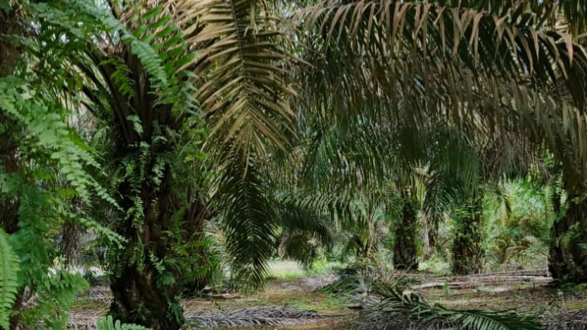 Meski Menjanjikan bagi Petani, Ekspor Sawit ke Eropa Masih Dibayangi Isu Deforestasi - Kompas.com