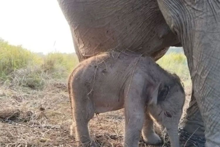 Anak Gajah Sumatera Lahir di Padang Sugihan Sumsel, Tepat 17 Agustus HUT ke-81 RI 