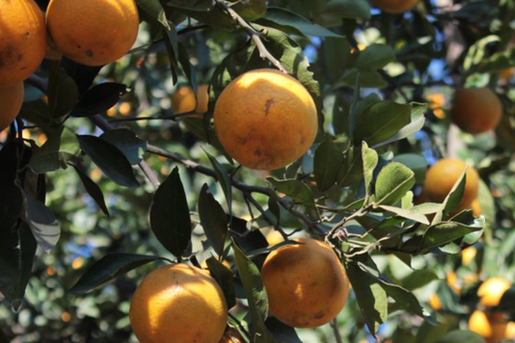 Ilustrasi pohon jeruk