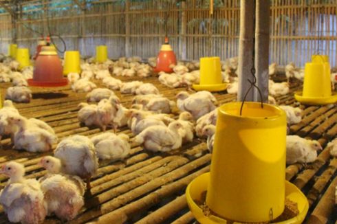 Prihatin Harga Ayam Murah, Peternak Bagi-bagi 5.000 Ayam Gratis