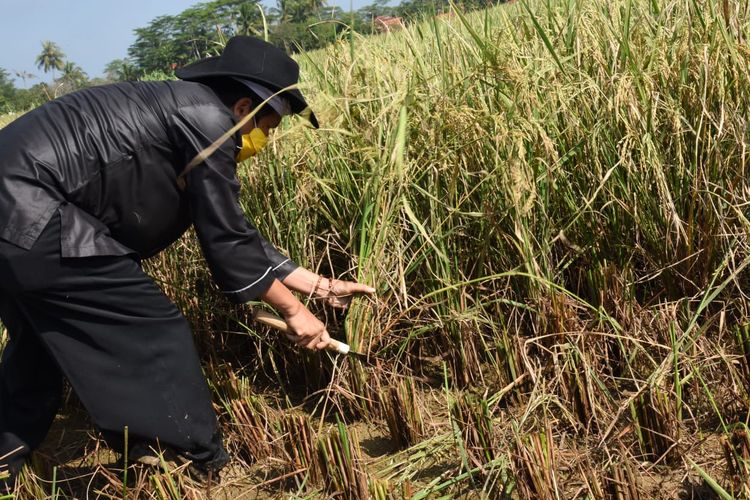 Wakil Ketua Komisi IV Dedi Mulyadi saat panen padi di Purwakarta, jawa Barat, Selasa (14/4/2020).