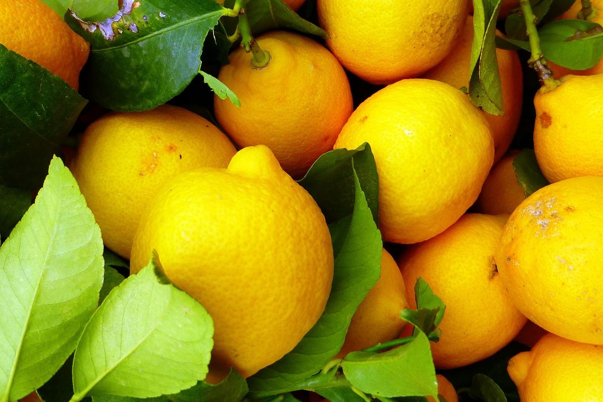 Ilustrasi lemon. 