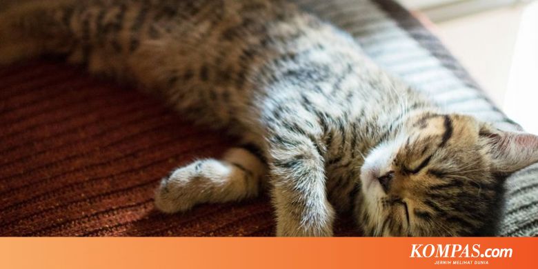 Inggris Larang Penjualan Anak Kucing Dan Anak Anjing Di Pet Shop