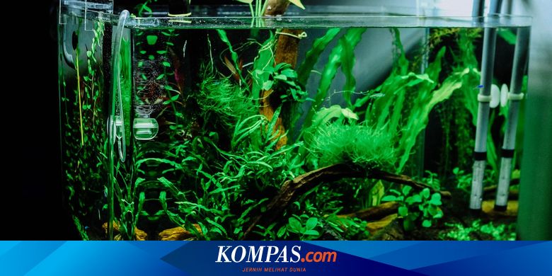 47 Dekorasi Aquarium Ikan Arwana Gratis Terbaik
