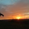Bukit Cendana, Padang Savana Tempat Berburu Golden Sunset di Sumba