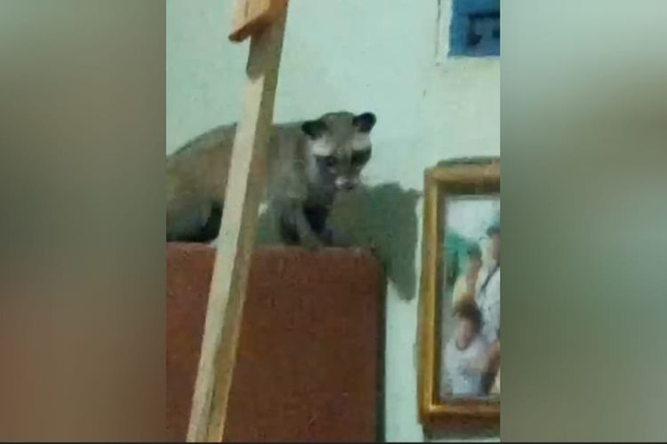 Musang Masuk Kamar Warga Madiun, Petugas Damkar Digigit saat Evakuasi