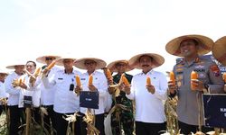 Dorong Ketahanan Pangan Nasional, Menteri Imipas Panen Jagung di Sidoarjo