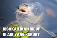 Bisakah Ikan Hidup di Air yang Keruh? 