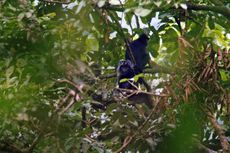 Tim Eksplorasi SCF Identifikasi 140 Jenis Burung dan 5 Primata di Pegunungan Sanggabuana