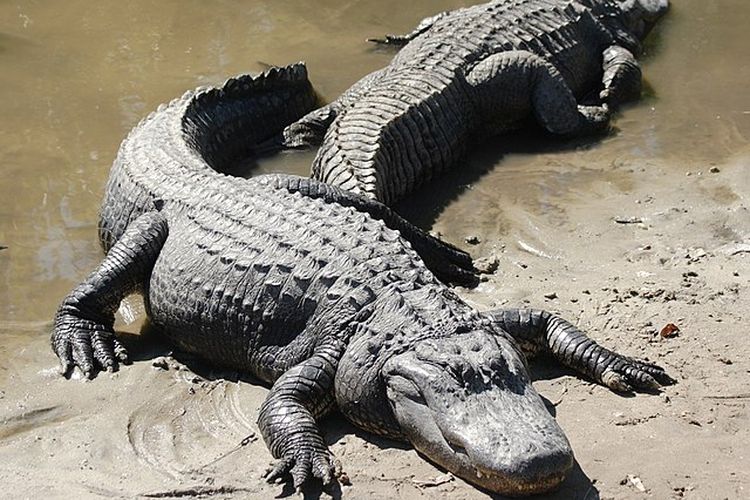 Aligator adalah salah satu contoh hewan yang mampu mendengar bunyi infrasonik.