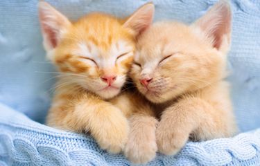 Kenali, Ini Fase Enam Minggu Pertama Kehidupan Anak Kucing