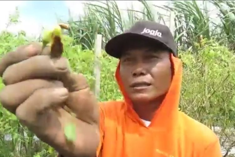 Tulus menunjukkan tanaman cabai miliknya yang terserang penyakit Patek di Purworejo 