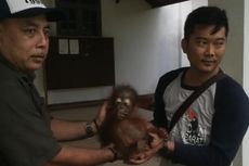 Lagi, BKSDA Kalbar Evakuasi Bayi Orangutan 