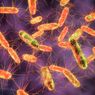 Infeksi Salmonella: Gejala, Penyebab, Cara Mengobati, dan Cara Mencegah