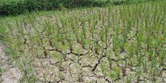 Antisipasi Kekeringan, Mentan Minta Petani Terapkan 2 Cara Ini