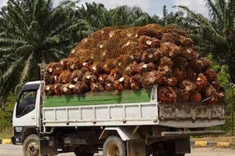 Kebutuhan Biodiesel Dunia Naik, Harga CPO Diprediksi Terus Melonjak
