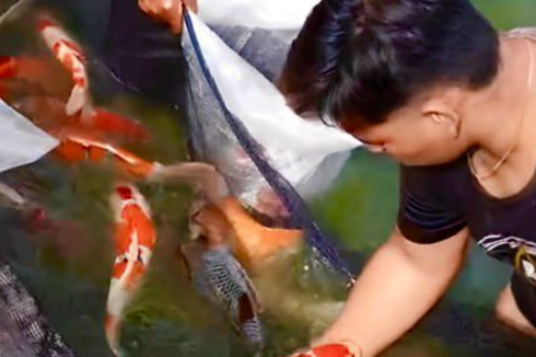 Kiat Shahrul, Lulusan SMK yang Raup Belasan Juta Rupiah dari Bisnis Ikan Koi