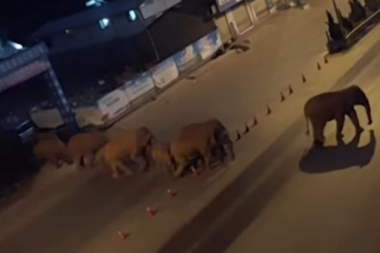Kawanan gajah liar yang masuk ke jalanan raya kota di China. [SS/YOUTUBE/THE GUARDIAN] 