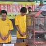 Curi Burung Cucak Rowo Seharga Rp 25 Juta, 2 Pria di Yogyakarta Dihajar Massa