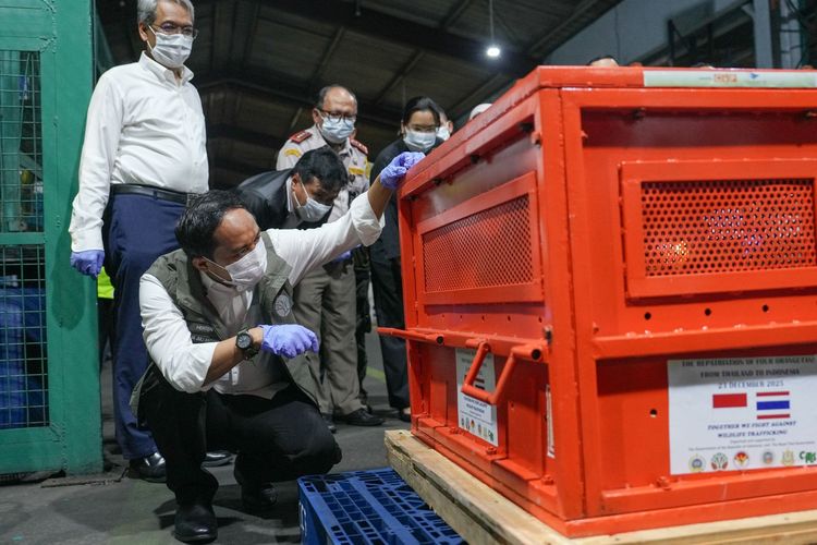 Menhut Raja Juli Antoni menyaksikan repatriasi orangutan dari Thailand, Selasa (23/12/2025). 