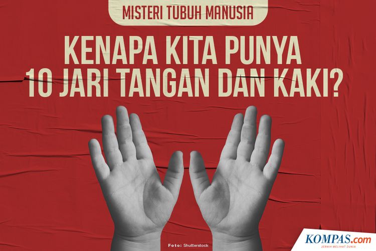 INFOGRAFIK: Misteri Tubuh Manusia, Kenapa Kita Punya 10 ...