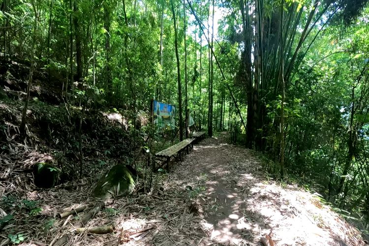 Hutan bambu di jalur pendakian Gunung Andong via Gogik.