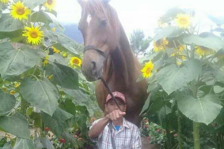Seorang instruktur di Megastar saat membawa keliling kuda ke kebun bunga matahari