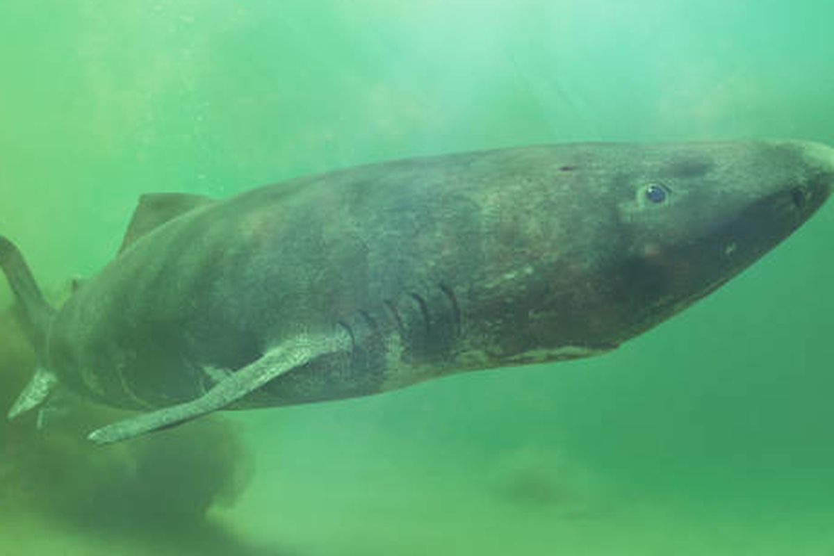 ilustrasi hiu Greenland, salah satu hewan tertua di dunia.