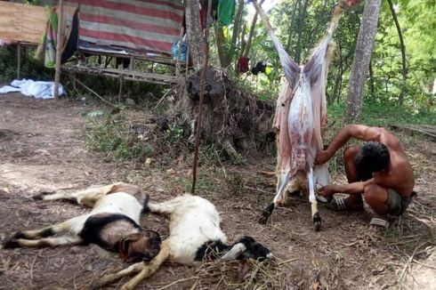 393 Ekor Kambing Mati Mendadak, Pemkot Batam: Bukan Terpapar PMK